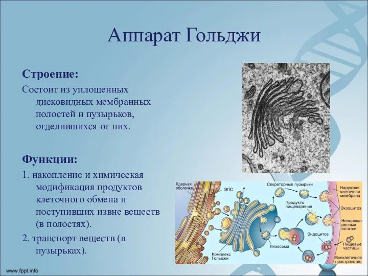 Аппарат Гольджи Строение: Состоит из уплощенных дисковидных мембранных полостей и пузырьков, отделившихся