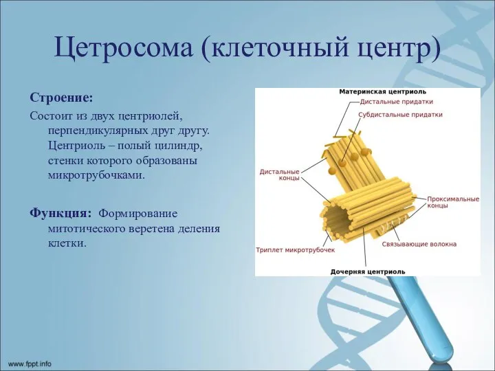 Цетросома (клеточный центр) Строение: Состоит из двух центриолей, перпендикулярных друг другу. Центриоль