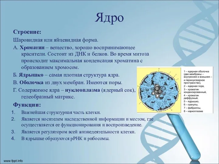 Ядро Строение: Шаровидная или яйцевидная форма. А. Хроматин – вещество, хорошо воспринимающее
