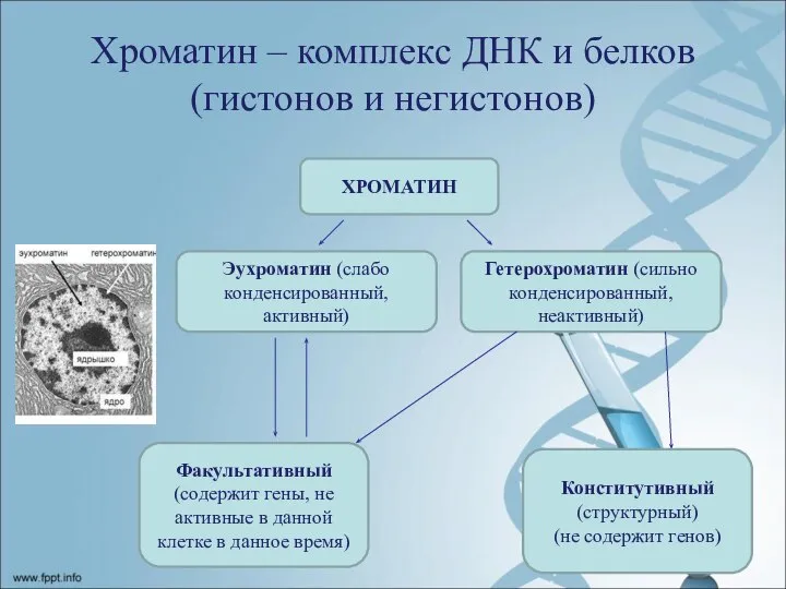 Хроматин – комплекс ДНК и белков (гистонов и негистонов) ХРОМАТИН Эухроматин (слабо