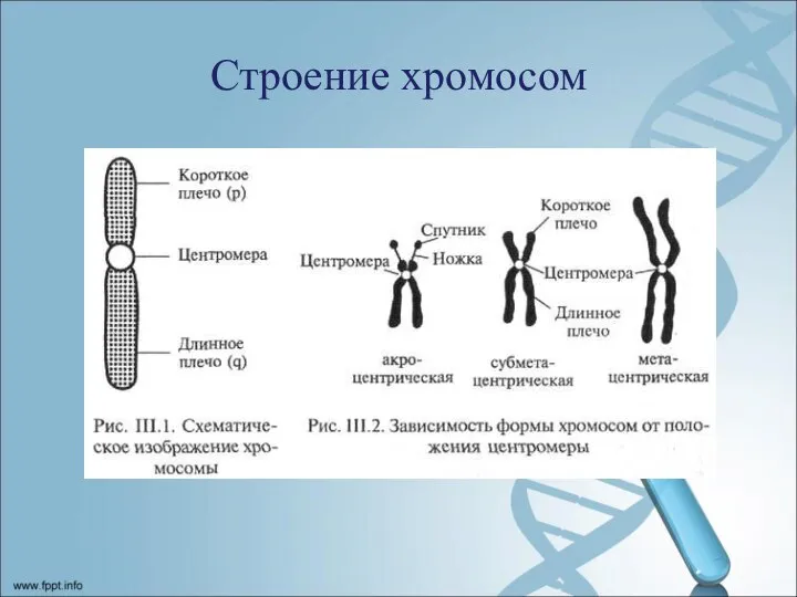 Строение хромосом