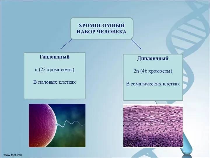 ХРОМОСОМНЫЙ НАБОР ЧЕЛОВЕКА Гаплоидный n (23 хромосомы) В половых клетках Диплоидный 2n