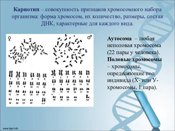 Кариотип – совокупность признаков хромосомного набора организма: форма хромосом, их количество, размеры,