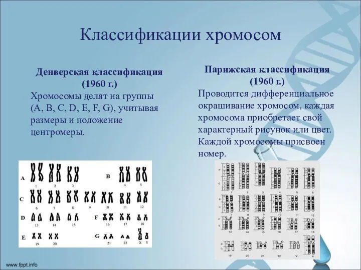 Классификации хромосом Денверская классификация (1960 г.) Хромосомы делят на группы (A, B,