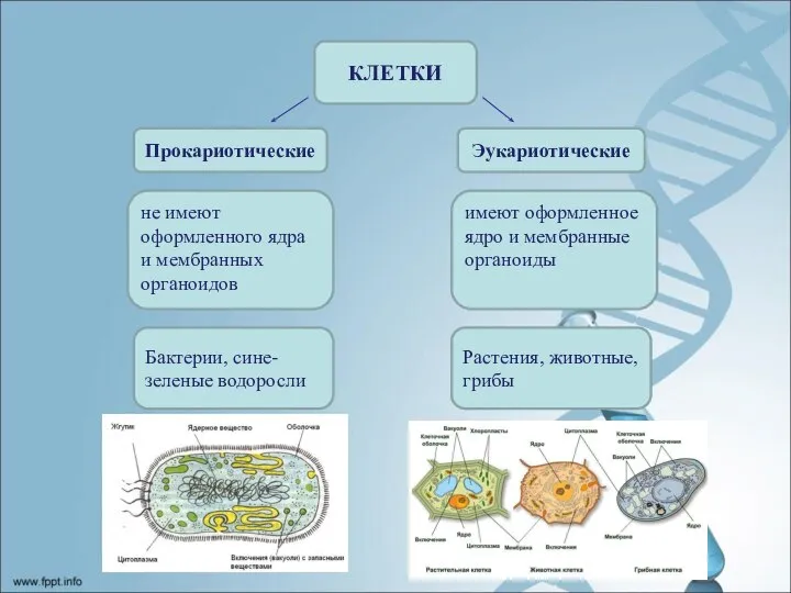 КЛЕТКИ Прокариотические Эукариотические не имеют оформленного ядра и мембранных органоидов Бактерии, сине-зеленые