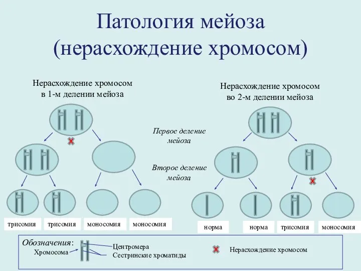 Патология мейоза (нерасхождение хромосом) Нерасхождение хромосом в 1-м делении мейоза трисомия трисомия
