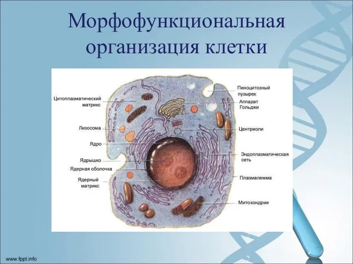 Морфофункциональная организация клетки