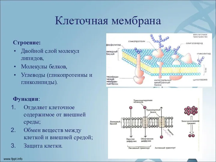 Клеточная мембрана Строение: Двойной слой молекул липидов, Молекулы белков, Углеводы (гликопротеины и