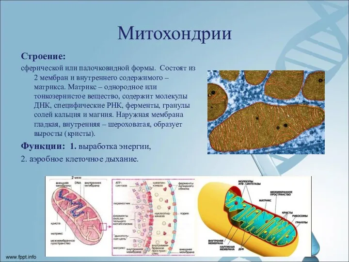 Митохондрии Строение: сферической или палочковидной формы. Состоят из 2 мембран и внутреннего