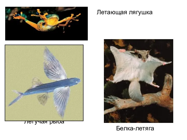 Летучая рыба Белка-летяга Летающая лягушка
