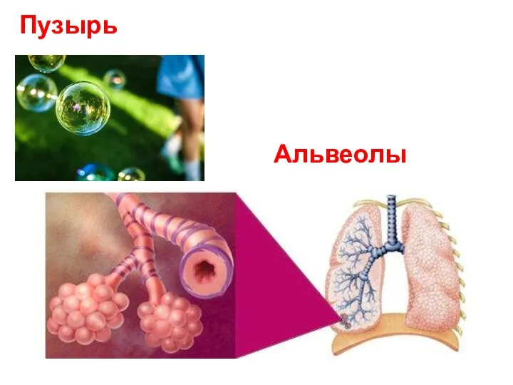 Пузырь Альвеолы