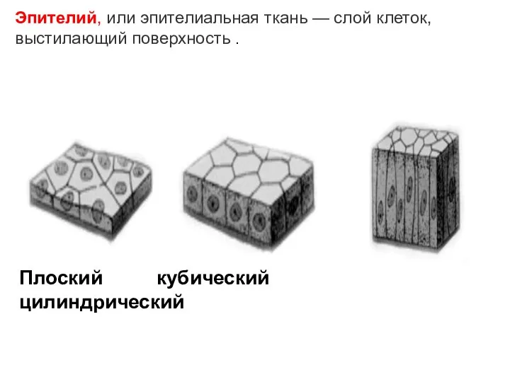 Эпителий, или эпителиальная ткань — слой клеток, выстилающий поверхность . Плоский кубический цилиндрический