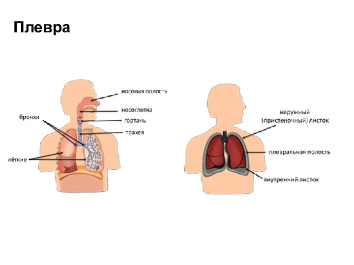 Плевра