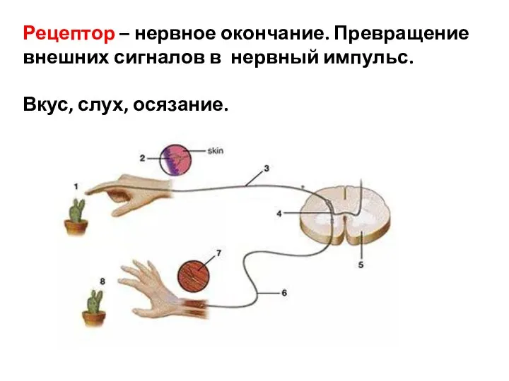 Рецептор – нервное окончание. Превращение внешних сигналов в нервный импульс. Вкус, слух, осязание.