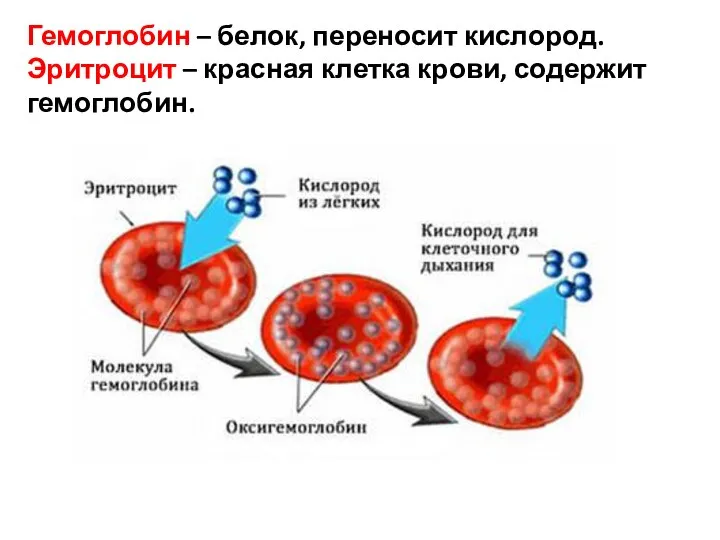 Гемоглобин – белок, переносит кислород. Эритроцит – красная клетка крови, содержит гемоглобин.