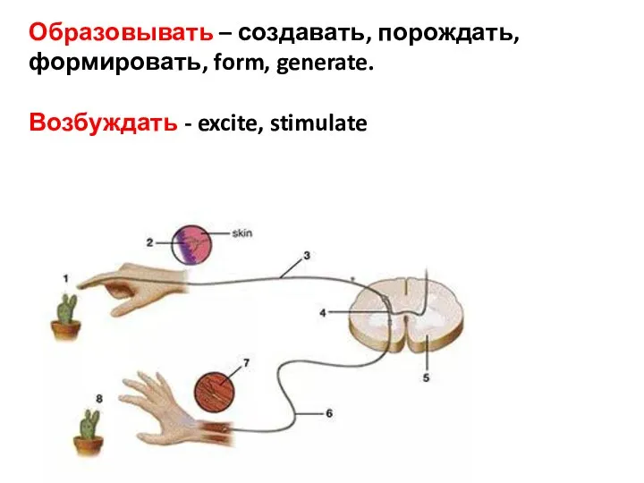 Образовывать – создавать, порождать, формировать, form, generate. Возбуждать - excite, stimulate