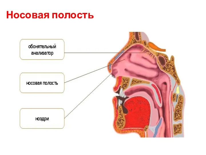 Носовая полость