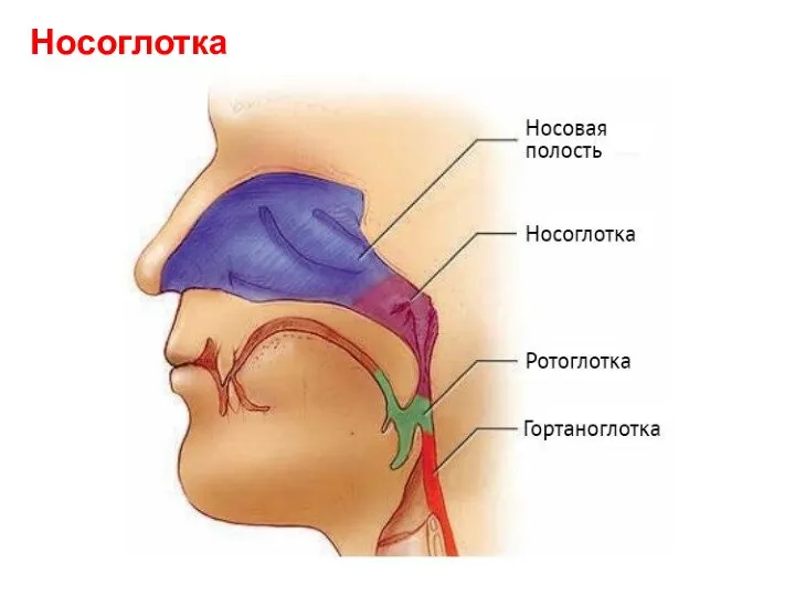 Носоглотка