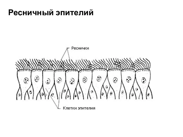 Ресничный эпителий