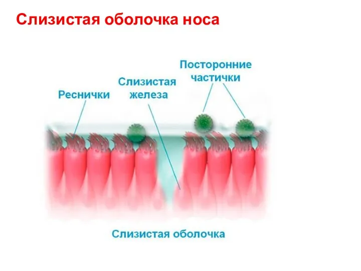 Слизистая оболочка носа