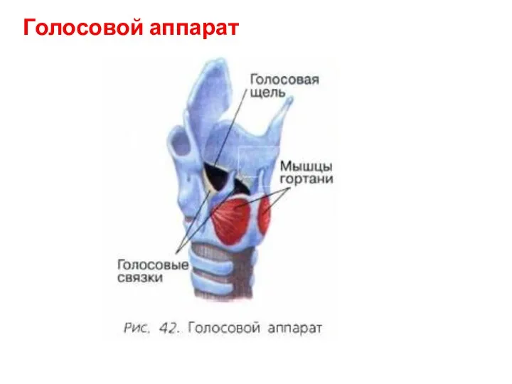 Голосовой аппарат