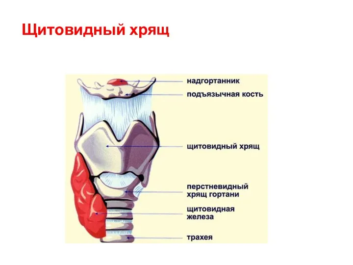 Щитовидный хрящ