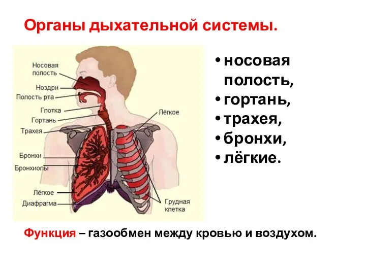 Органы дыхательной системы. носовая полость, гортань, трахея, бронхи, лёгкие. Функция – газообмен между кровью и воздухом.