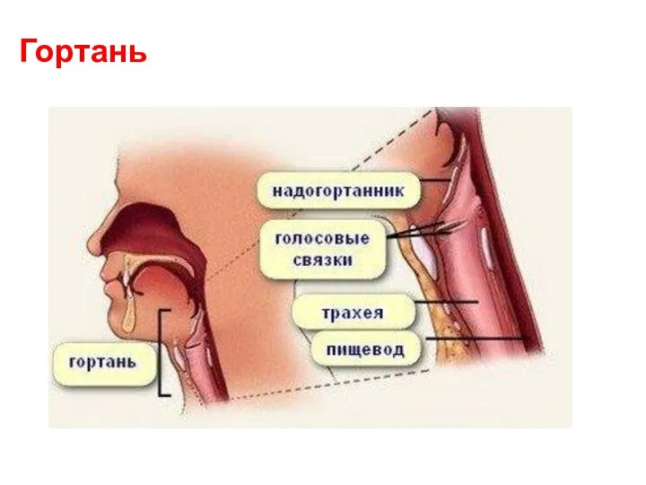 Гортань