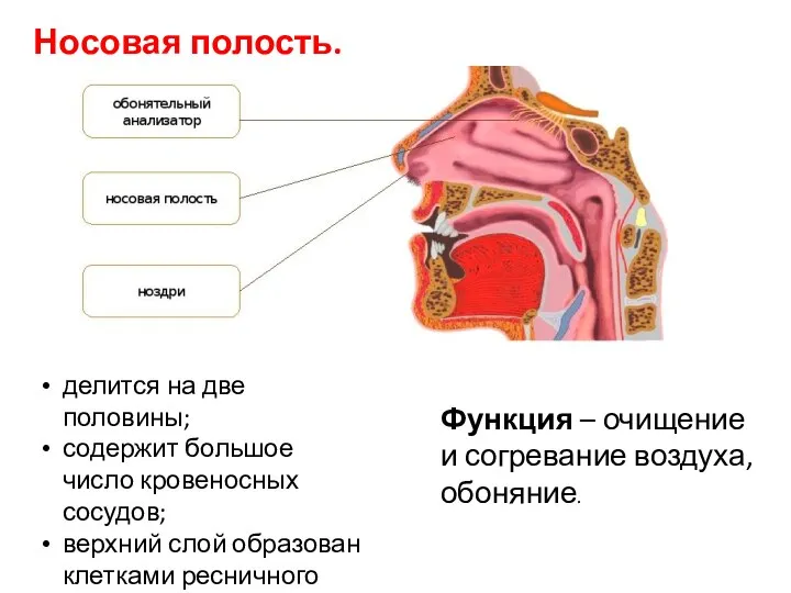 Носовая полость. Функция – очищение и согревание воздуха, обоняние. делится на две