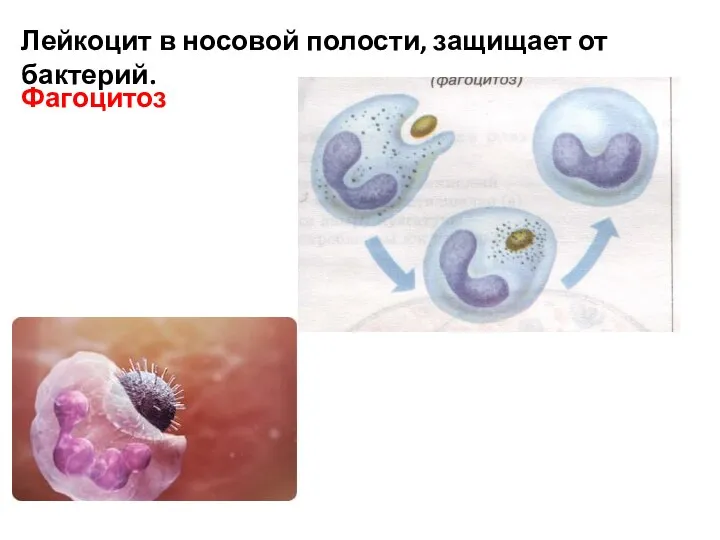 Лейкоцит в носовой полости, защищает от бактерий. Фагоцитоз