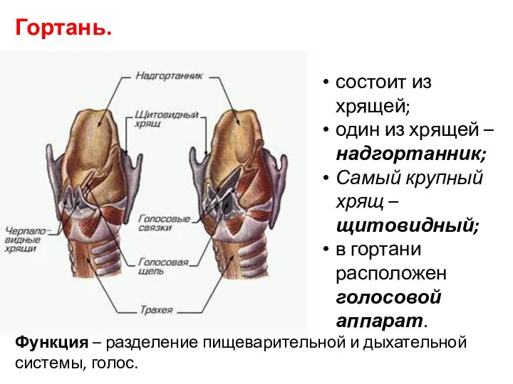 Гортань. Функция – разделение пищеварительной и дыхательной системы, голос. состоит из хрящей;