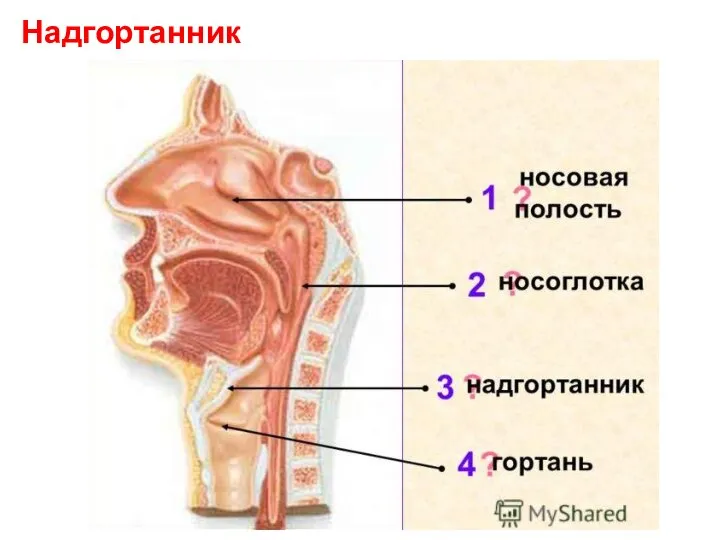 Надгортанник