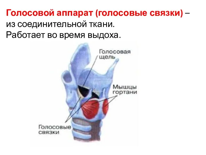 Голосовой аппарат (голосовые связки) – из соединительной ткани. Работает во время выдоха.