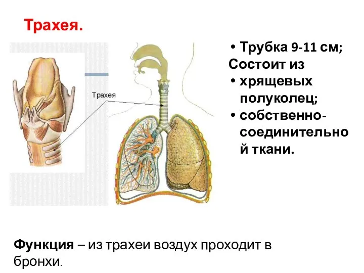 Трахея. Функция – из трахеи воздух проходит в бронхи. Трубка 9-11 см;