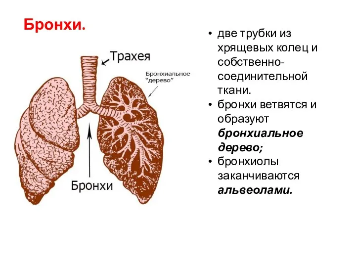 Бронхи. две трубки из хрящевых колец и собственно-соединительной ткани. бронхи ветвятся и