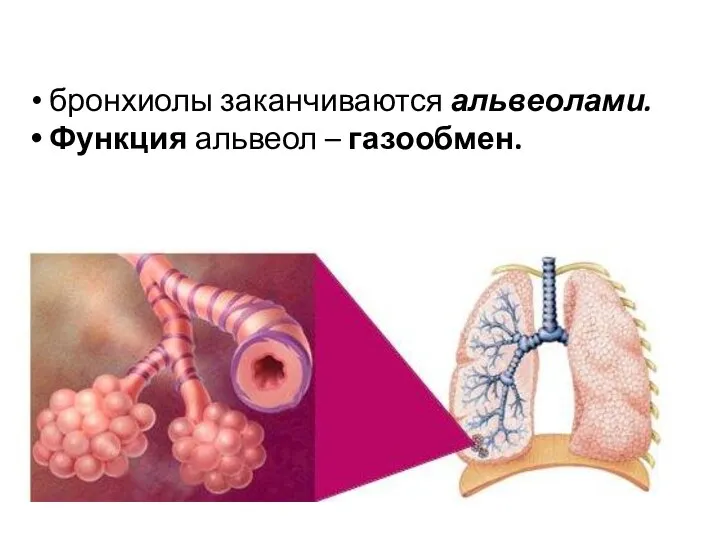 бронхиолы заканчиваются альвеолами. Функция альвеол – газообмен.