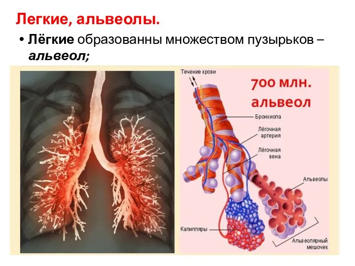 Легкие, альвеолы. Лёгкие образованны множеством пузырьков – альвеол;