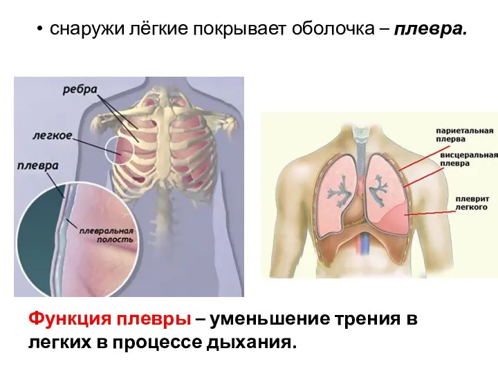 снаружи лёгкие покрывает оболочка – плевра. Функция плевры – уменьшение трения в легких в процессе дыхания.