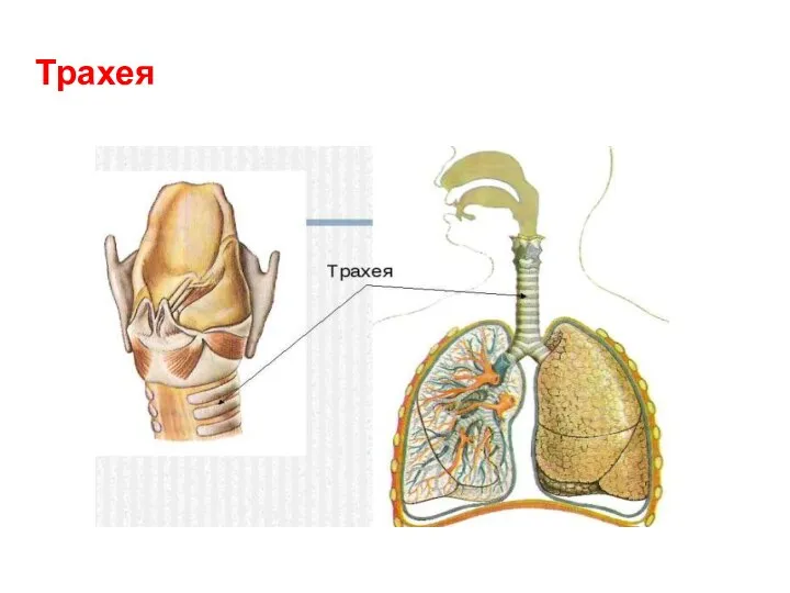 Трахея