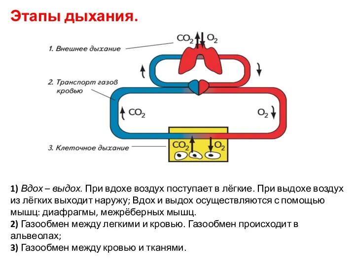 Этапы дыхания. 1) Вдох – выдох. При вдохе воздух поступает в лёгкие.