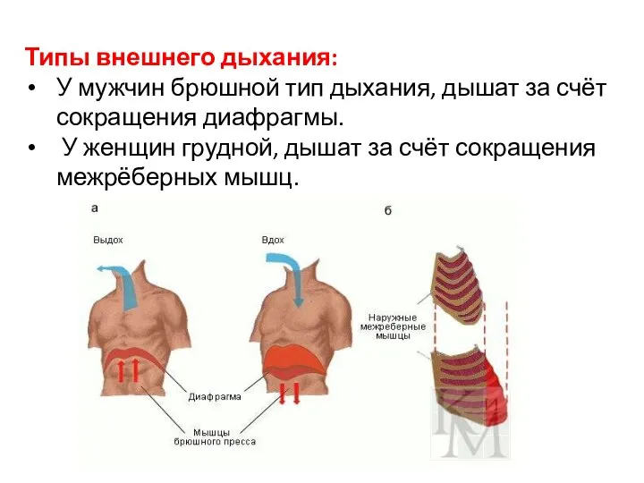 Типы внешнего дыхания: У мужчин брюшной тип дыхания, дышат за счёт сокращения