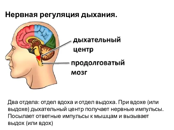 Нервная регуляция дыхания. Два отдела: отдел вдоха и отдел выдоха. При вдохе