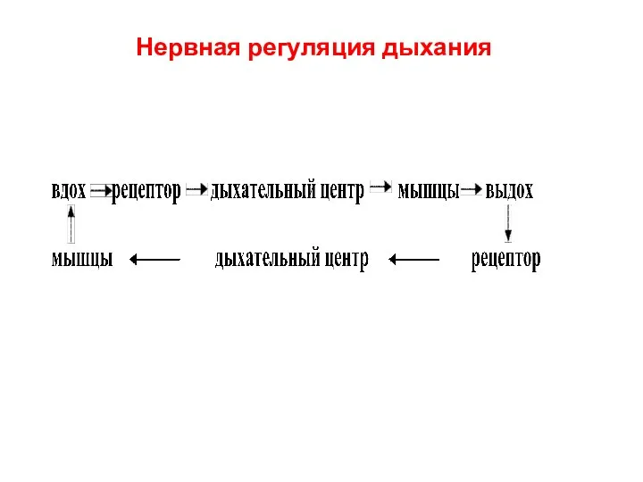 Нервная регуляция дыхания