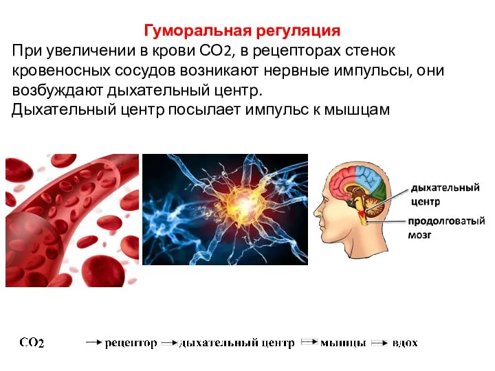 Гуморальная регуляция При увеличении в крови СО2, в рецепторах стенок кровеносных сосудов