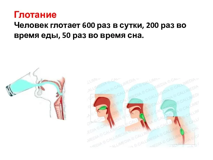 Глотание Человек глотает 600 раз в сутки, 200 раз во время еды,