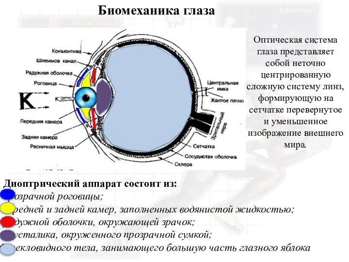Биомеханика глаза Диоптрический аппарат состоит из: прозрачной роговицы; передней и задней камер,
