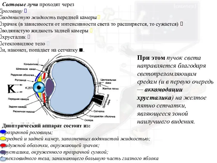 Диоптрический аппарат состоит из: прозрачной роговицы; передней и задней камер, заполненных водянистой