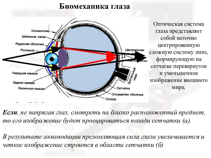 Биомеханика глаза Оптическая система глаза представляет собой неточно центрированную сложную систему линз,