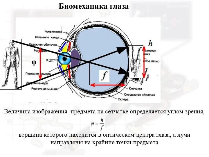 Биомеханика глаза Величина изображения предмета на сетчатке определяется углом зрения, вершина которого