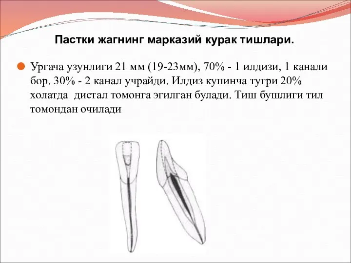 Пастки жагнинг марказий курак тишлари. Ургача узунлиги 21 мм (19-23мм), 70% -